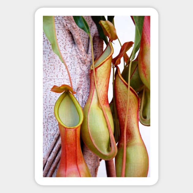 Pitcher Plants Sticker by WaterGardens